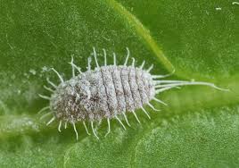 Image result for Mealybug cucumber