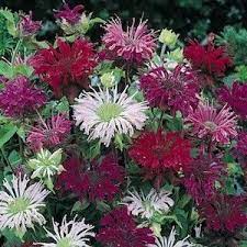 Bee Balm Seeds For Sale 3 Top Varieties Monarda Didyma Perennial Flower S Bee Balm Flower Flowers Perennials Flower Seeds