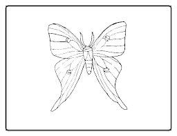 You can print or color them online at. Butterfly Coloring Pages