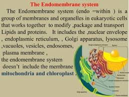 Endomembrane System - Overview, Structure, And Functions - Geeksforgeeks