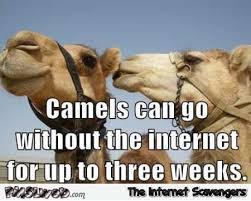 Did they ride horses last year? 20 Very Funny Camel Memes And Photos I Can Has Cheezburger