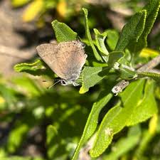 Image result for Satyrium sceptrum