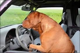 From pet shops to pet service providers, yell.com has a comprehensive list of animal specialists near you. Can I Transport Animals In My Van Barnsley Commercial Sales Ltd