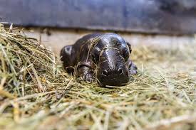 You can play the game on. Newborn Pygmy Hippo Enough Said Zooborns Earth Touch News