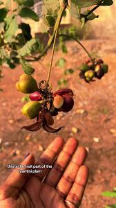 Image result for Paullinia pinnata