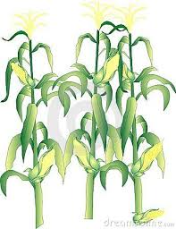 Browse 19,858 corn stalks stock photos and images available, or search for corn field or single corn stalk to find more great stock photos and pictures. Corn Stalks Corn On Cob Corn