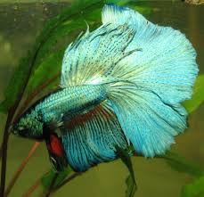 Delta and super delta bettas have tails with straight caudal edges—only theirs don't reach 180 degrees like halfmoon bettas. Betta Splendens Super Delta Kampffisch E Pets