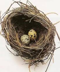 Garden Bird Birds And Their Eggs Pictures Novemberphotochallenge Day 26 Two Two Eggs In A Nest Bird Nest Painting Bird Nests Art Nest Art