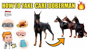 How To Take Care Doberman Pinscher In Hindi Doberman Care Tips Doberman Take Care Health