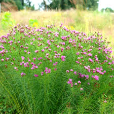 Image result for Vernonia hochstetteri