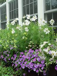 White Cosmos Container Flowers Gorgeous Window Boxes Flower Window