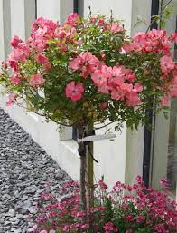 Pin On Gardening