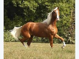 Check spelling or type a new query. Beautiful Horse For Sale Palomino Horse For Sale In Los Angeles Ca