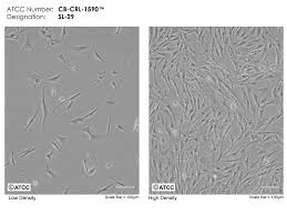 The cell biology collection includes more than 4,000 continuous cell lines available by species, tissue/disease types, and signaling pathways. Sl 29 Atcc