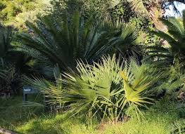 Image result for Cyathula natalensis