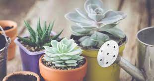 You may have heard that even those without a green thumb can you may wonder how often do you water a cactus or if you need to keep it in a particular location. How Often To Water Succulents Plant Care Today