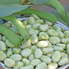 Image result for Vicia faba