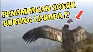 Logo adalah gambar atau huruf sebagai identitas arsip nasional republik indonesia. Benarkah Ini Penampakan Sosok Burung Garuda Youtube