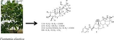 Image result for Funtumia africana