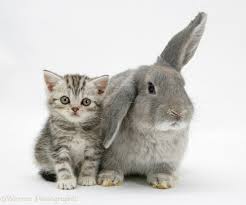 T he alleged offspring of a buck rabbit and a cat is known as a cabbit (or rabcat), a creature with a long and contentious history. Pets Silver Tabby Kitten With Grey Windmill Eared Rabbit Photo Wp17326