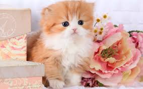Download Wallpapers 4k Persian Kitten Cute Animals Kitten Cats Persian Cat Besthqwallpapers Com Chaton Persan Chatons Persans Blancs Chatons Scottish Fold