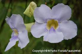 Image result for Thunbergia graminifolia