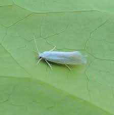 Image result for Pleiotaxis argentea