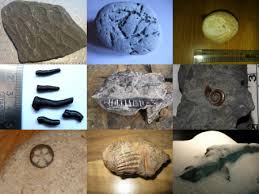 Discovering Fossils Fossil Identification Service