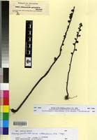 Image result for Alectra orobanchoides
