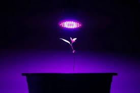 But like any technology, it really only does what it should effectively when it is used correctly and with an understanding of its strengths and. Can Hue Lights Work As Grow Lights Solved