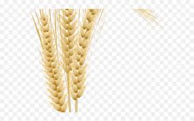 1,966 likes · 75 talking about this. Grains Clipart Tree Espigas De Trigo En Png Transparent Espiga De Trigo Logo Clipart Free Transparent Png Images Pngaaa Com