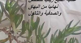 عشبة اصبع زينب للتخلص نهائيا من البهاق والصدفية والثالول home decor decals decor home decor