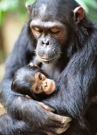 In particolare, vaiolo e mollusco contagioso sono malattie esclusivamente umane, mentre gli altri poxvirus provocano rare . Il Vaiolo Delle Scimmie Buongiorno Online