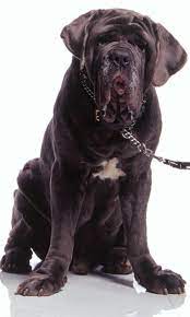 Consider your dog's personality when compared with your favorite potter name. Fang Harry Potter Wiki Fandom