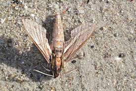 Image result for Hippotion celerio