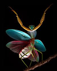 Image result for Entada wahlbergii