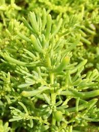 Image result for Suaeda plumosa