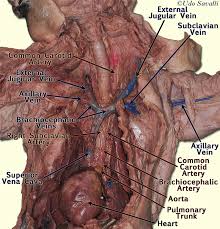 Blood is supplied to parts within the neck, head and brain through branches of the subclavian and common carotid arteries. Bio202 Cat Vessels