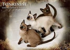 Coat Colour And Pattern Tonkinese Cats Kittens Queensland