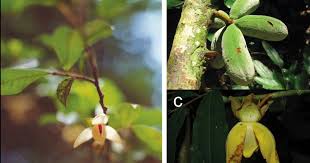 Image result for Uvariastrum