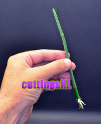 Image result for Cynanchum viminale