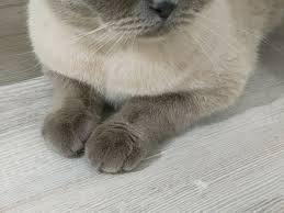 Satilik Kedi Ilanlari Ve Fiyatlari Kedi Sahiplendirme Ilanlari