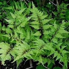 Image result for Athyrium