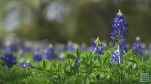 During the spring we maintain a wildflower update with pictures and directions to wildflower hot spots. How The Winter Storm Could Affect Texas Bluebonnets And Wildflowers In Spring 2021 Abc13 Houston