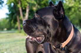 tips on how to train a cane corso