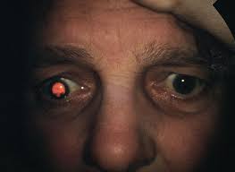 Image result for Rotheca reflexa