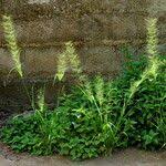 Image result for Sporobolus tenuissimus