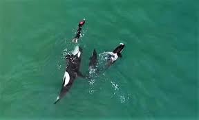 Orcas Playing With Swimmer In New Zealand Wordlesstech Orcas Swimming Orca New Zealand Beach