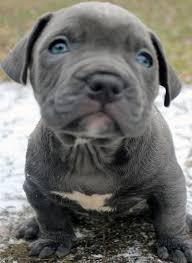 This breed is very stocky, agile and strong for his size. Blue Nose Pitbull Puppies For Sale Blue Nose Pitbull Breeders Baby Pitbulls For Sale