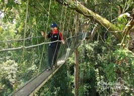 Kinabalu park & poring hot spring & canopy walk. Kinabalu Park Amp Poring Hot Spring Tour Amazing Borneo Tours Kinabalu Park Tours Hot Springs